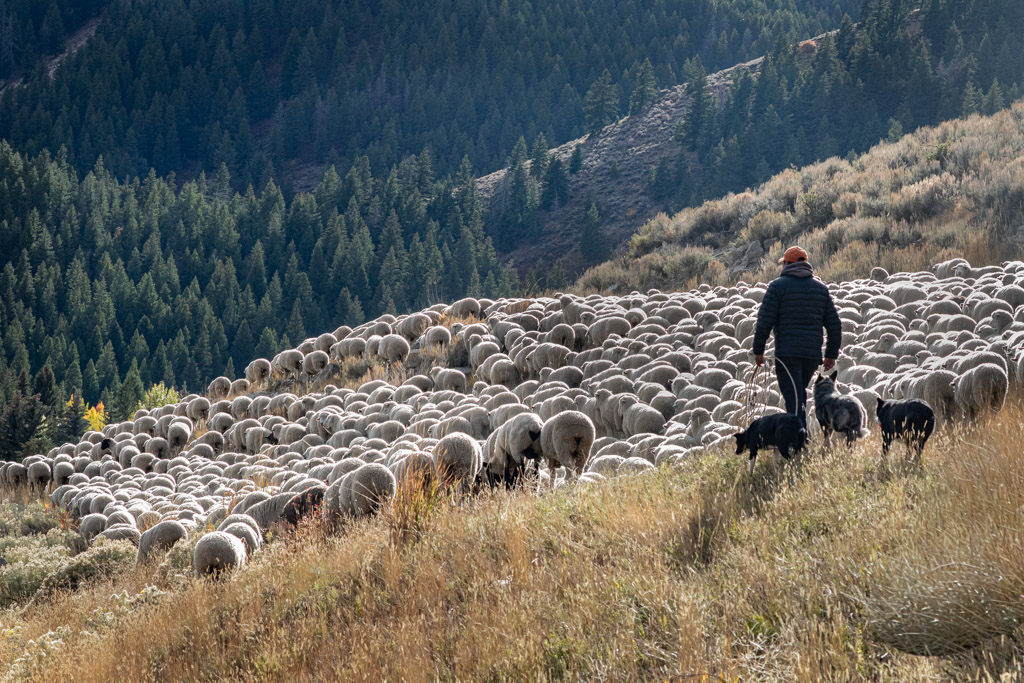 Herding the Sheep by Mike Patterson (Groups 22 & 71)